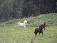 L'équitation plaisir, une philosophie