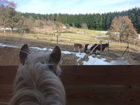 Alfi au travail dans le manège...
